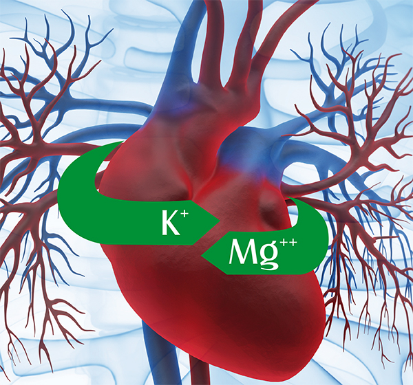 Grafik Herz Magnesium Kalium